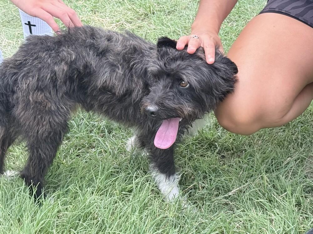 Lenny, a Adoptable mixed breed in Lockhart, TX image 2/5