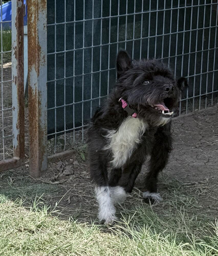Lenny, a Adoptable mixed breed in Lockhart, TX image 3/5