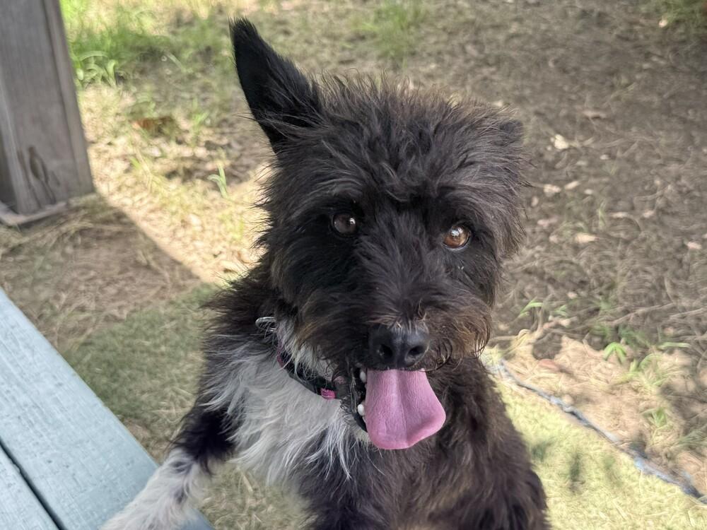 Lenny, a Adoptable mixed breed in Lockhart, TX image 4/5