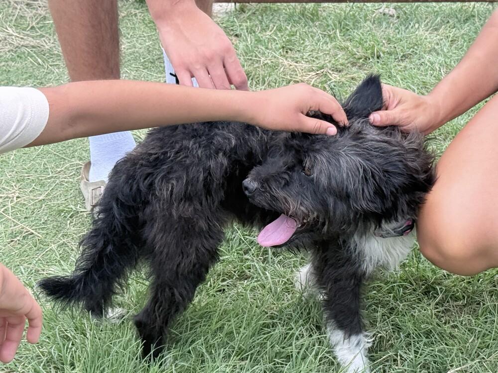 Lenny, a Adoptable mixed breed in Lockhart, TX image 5/5