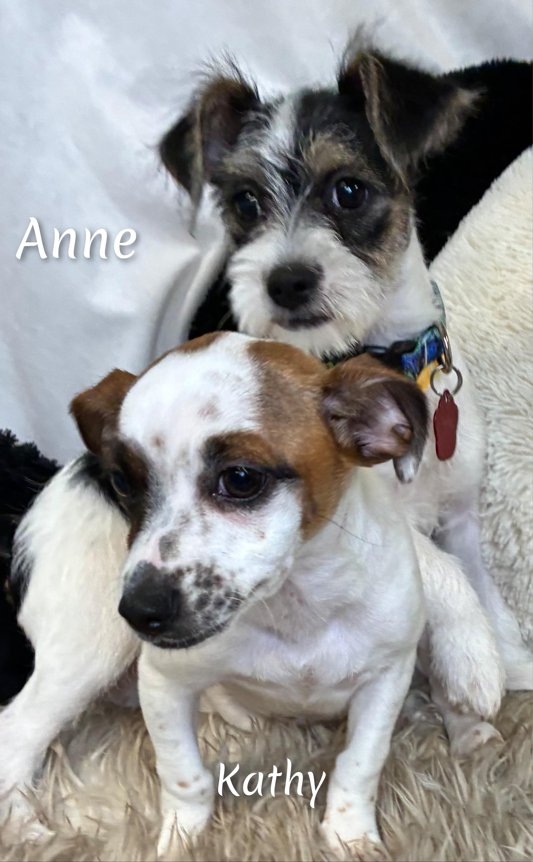 Enlarge Kathy, an adopted mixed breed in Fredericksburg, VA image 2/6