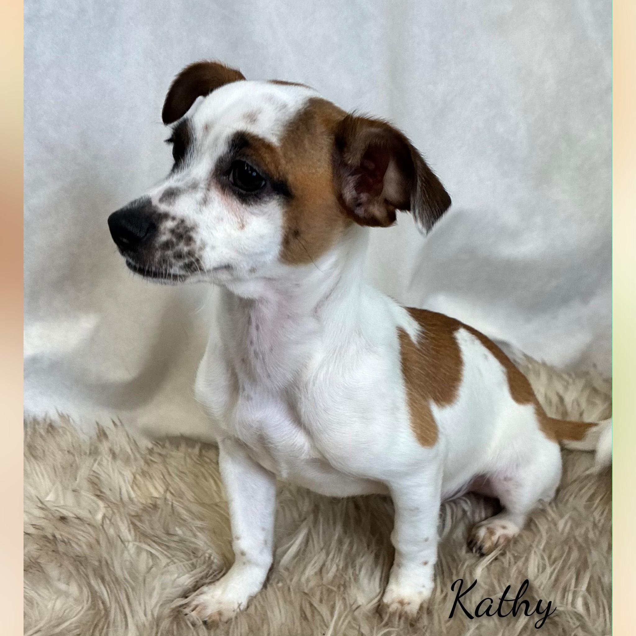 Enlarge Kathy, an adopted mixed breed in Fredericksburg, VA image 4/6