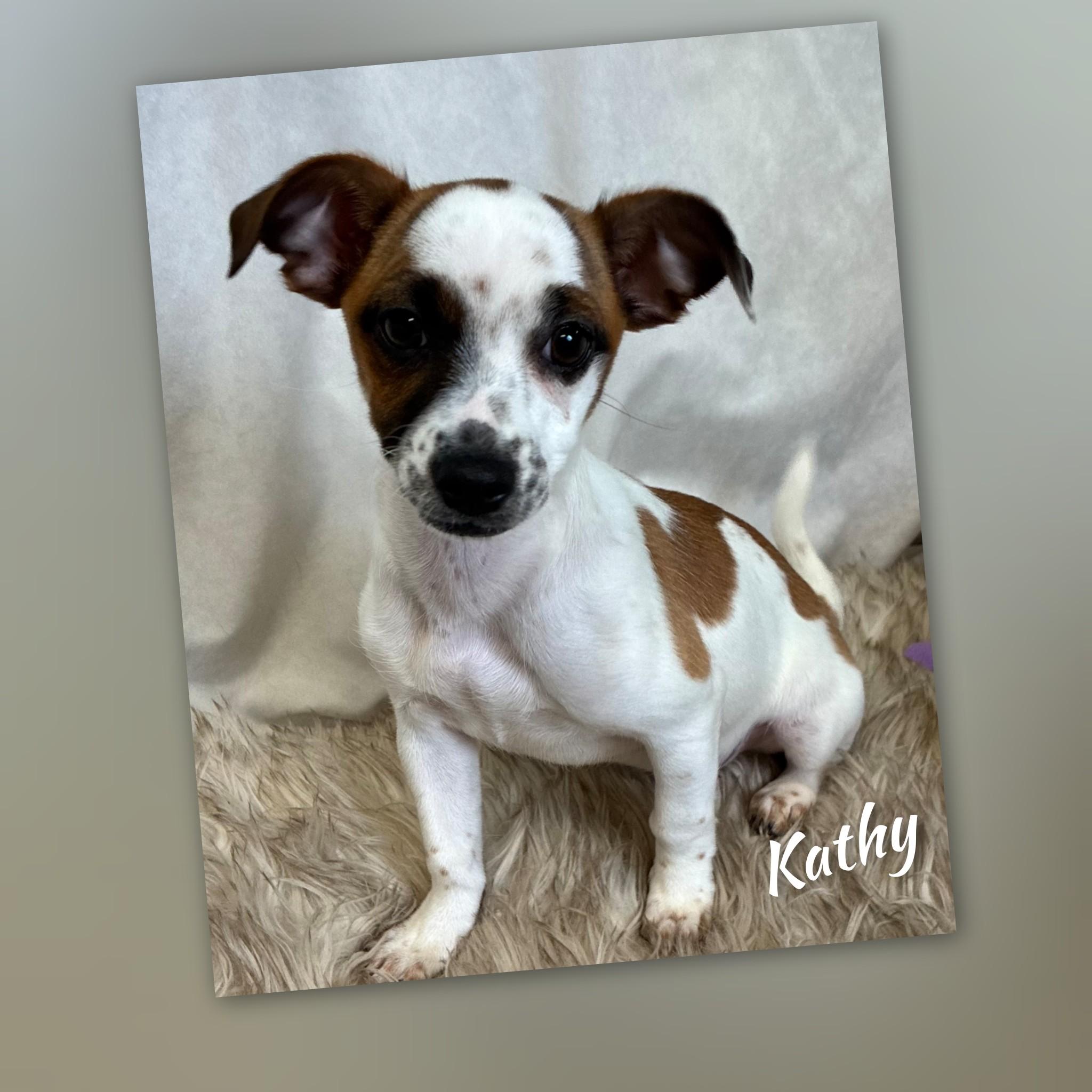 Enlarge Kathy, an adopted mixed breed in Fredericksburg, VA image 5/6