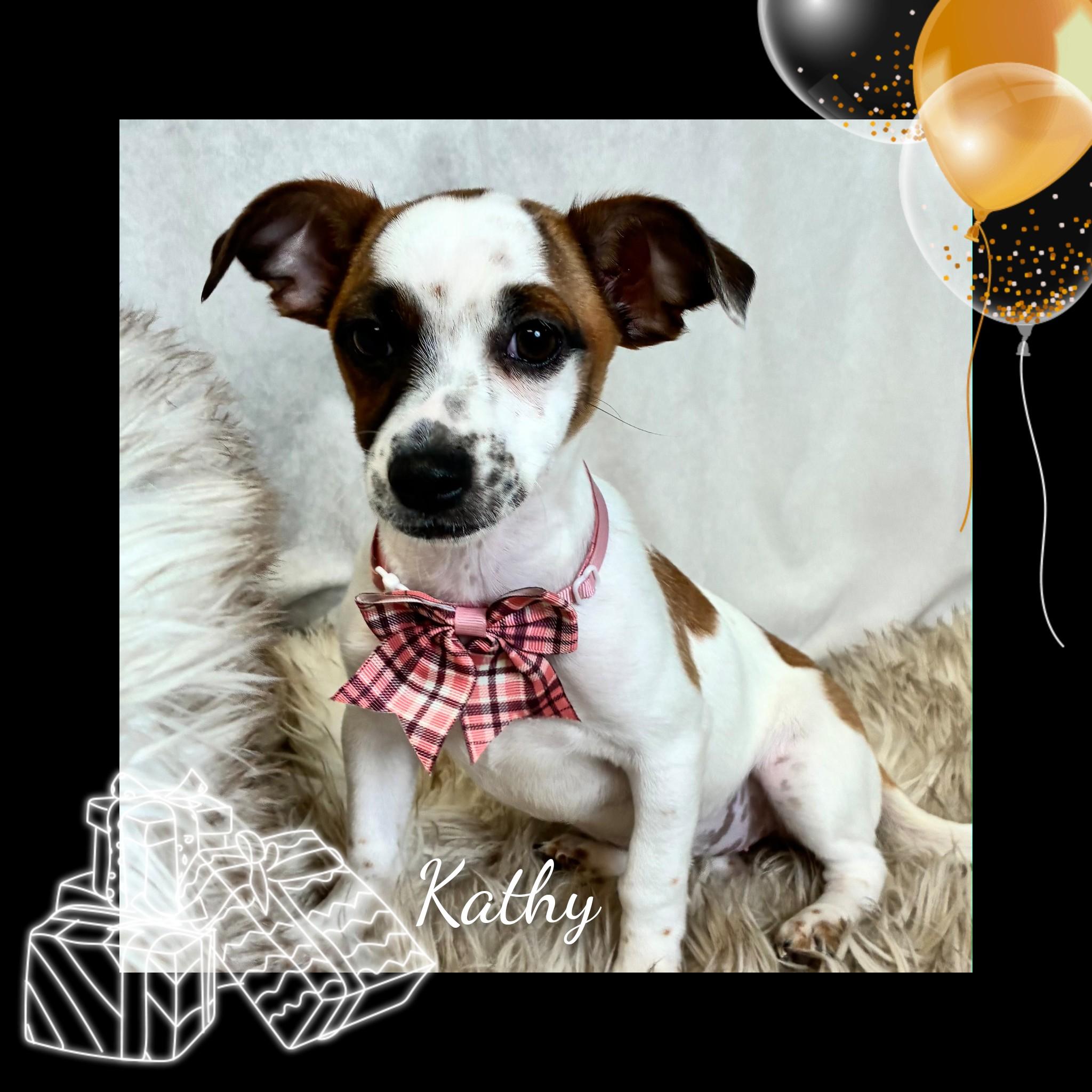 Kathy, adopted, Puppy Female Chihuahua.