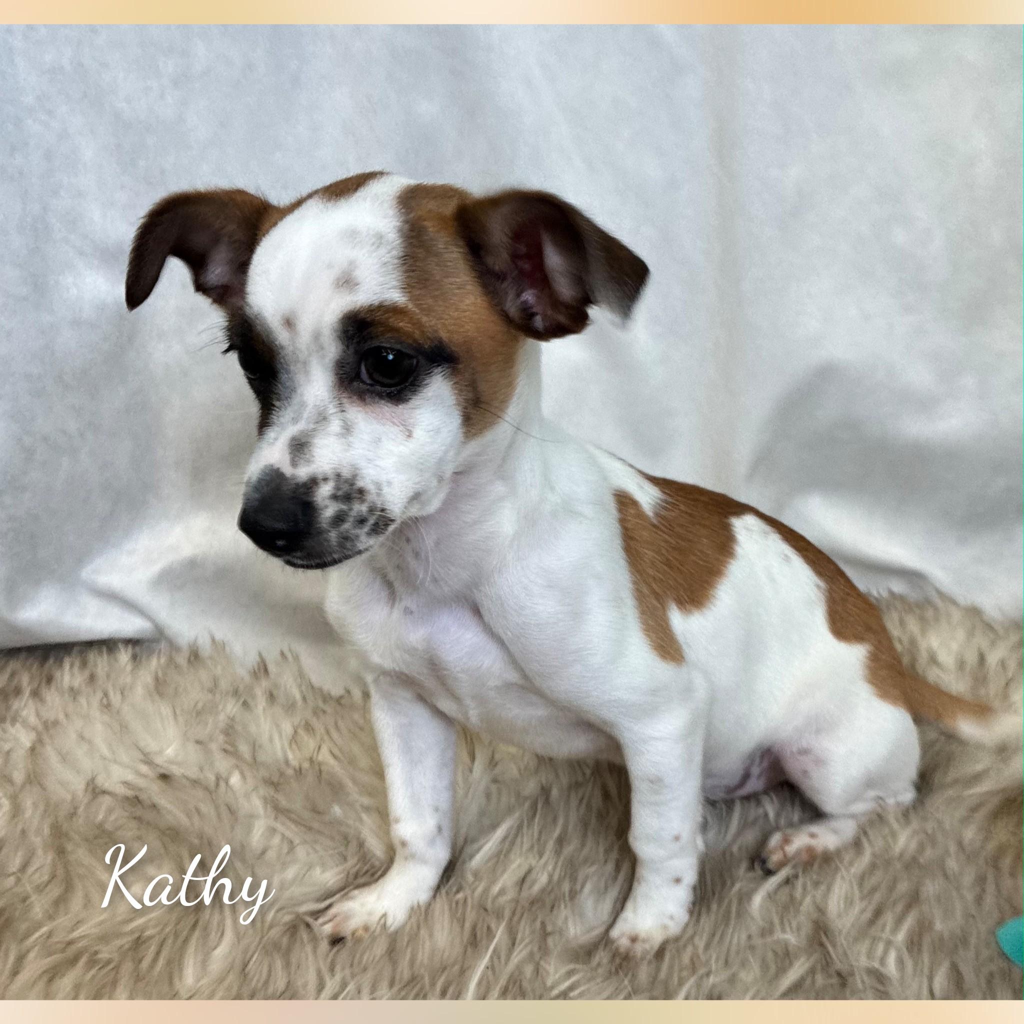 Enlarge Kathy, an adopted mixed breed in Fredericksburg, VA image 3/6