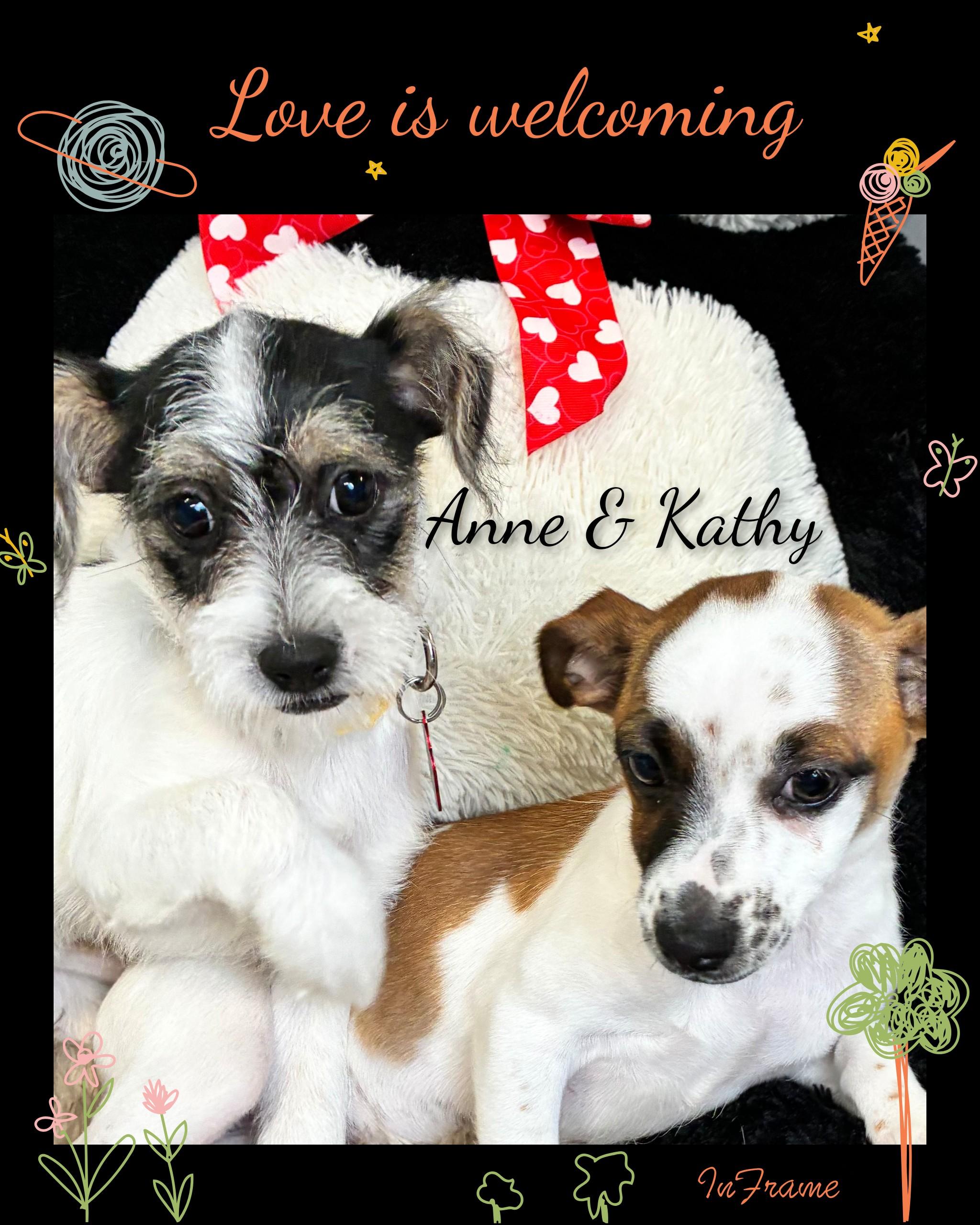 Enlarge Kathy, an adopted mixed breed in Fredericksburg, VA image 6/6