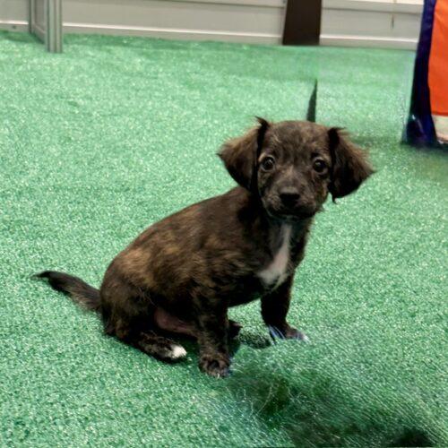 Zenvo, Adoptable, Puppy Male Chihuahua.