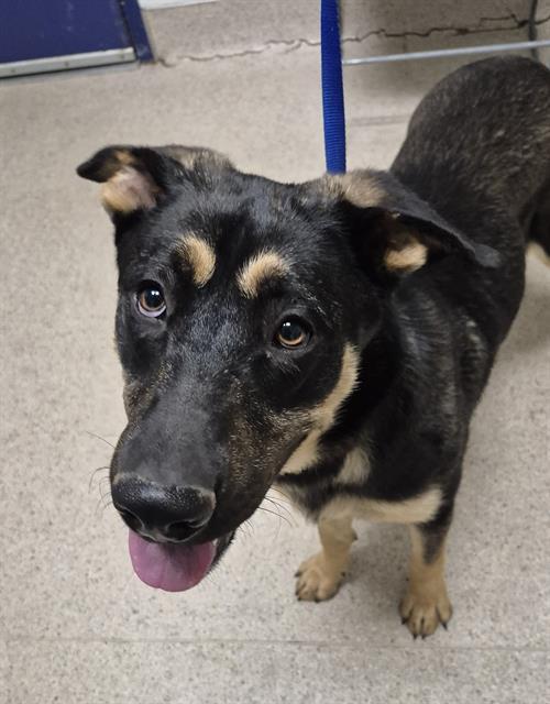 George - In foster. Needs forever home., ADOPTABLE, Young Male Shepherd.