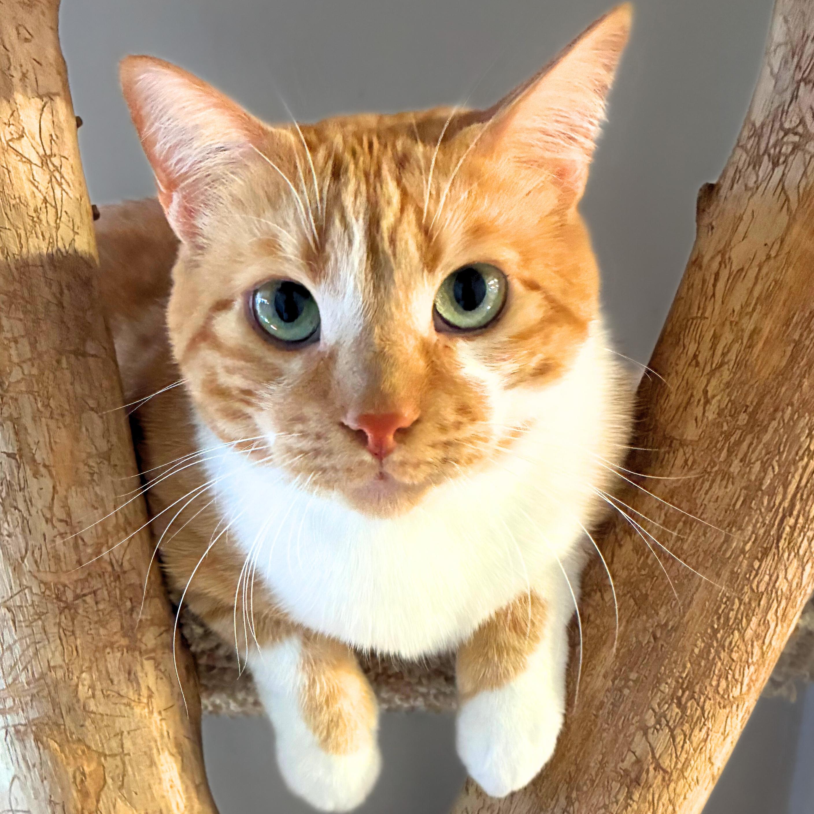 Enlarge Lucius, a Adoptable mixed breed in Santa Fe, NM image 1/4