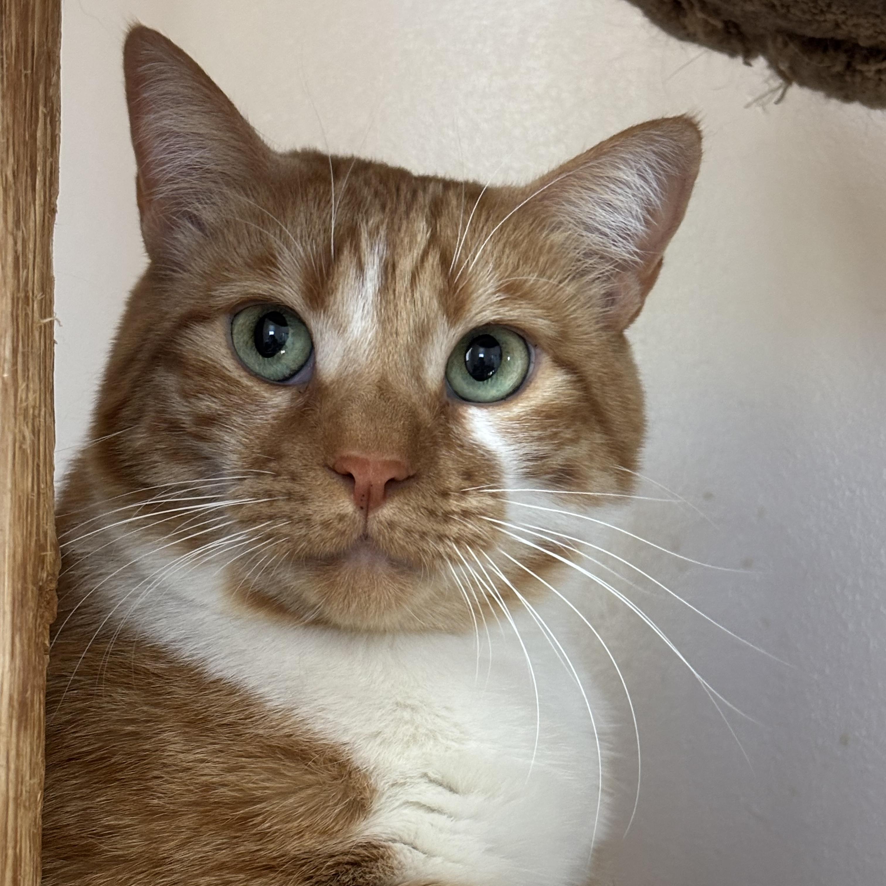 Enlarge Lucius [and Chamisa], a Adoptable mixed breed in Santa Fe, NM image 2/4