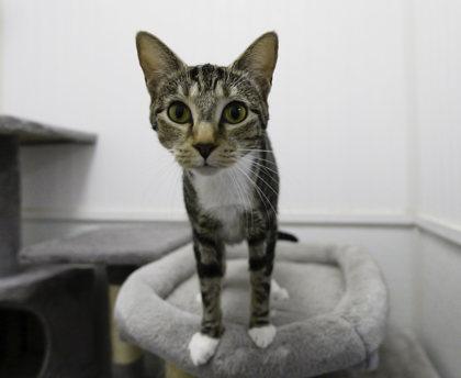 Enlarge Daffodil, a Adoptable Domestic Short Hair in Dahlonega, GA image 2/3