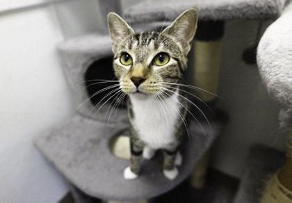 Enlarge Daffodil, a Adoptable Domestic Short Hair in Dahlonega, GA image 2/3