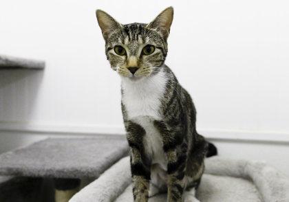 Enlarge Daffodil, a Adoptable Domestic Short Hair in Dahlonega, GA image 3/3