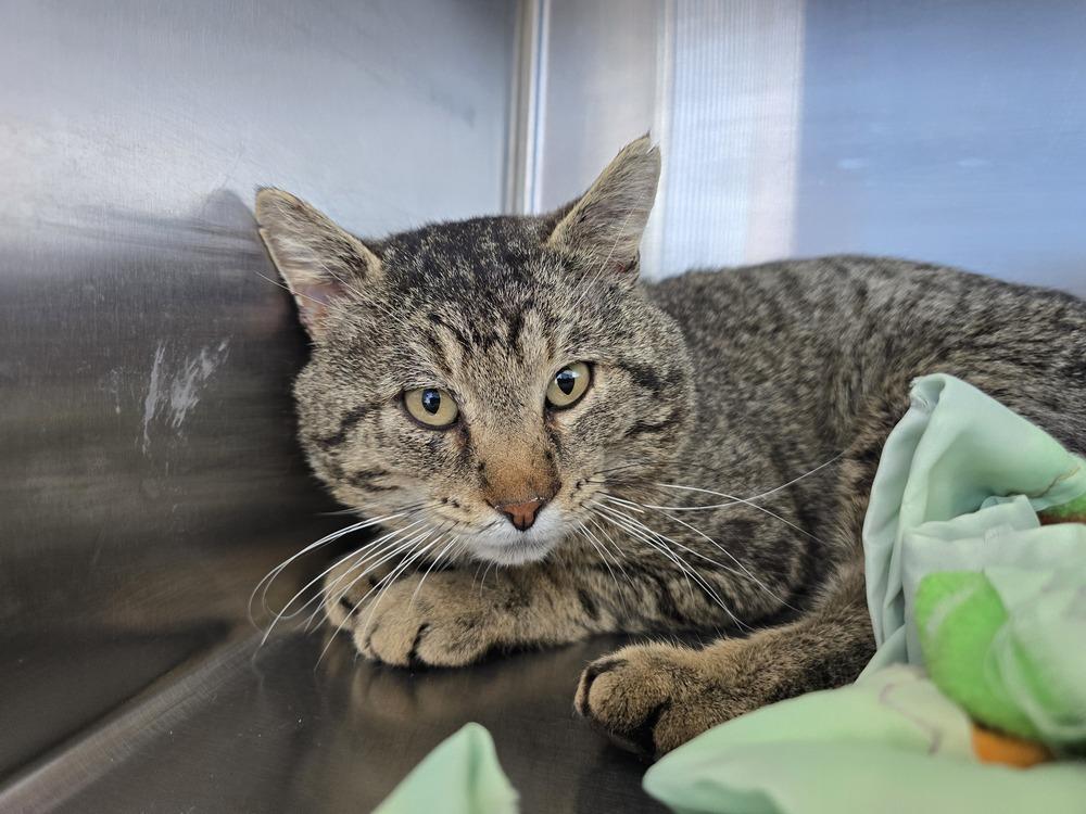 Wilson, Adoptable, Adult Male Domestic Short Hair.