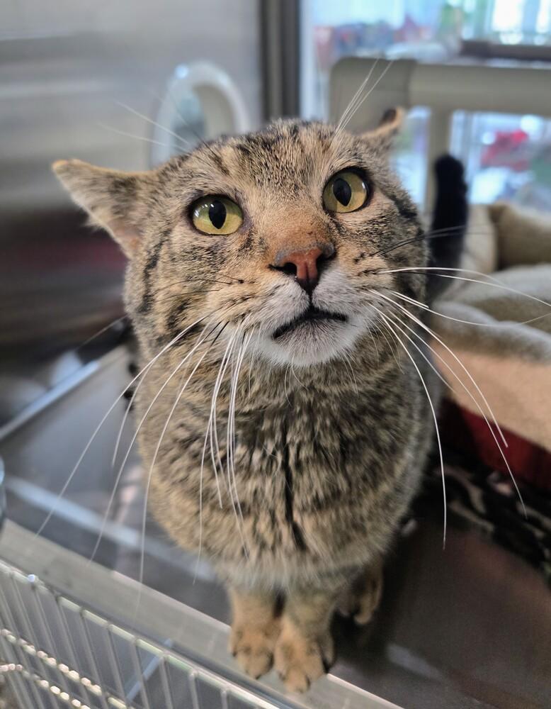 Wilson, a Adoptable mixed breed in Wellington, KS image 2/4