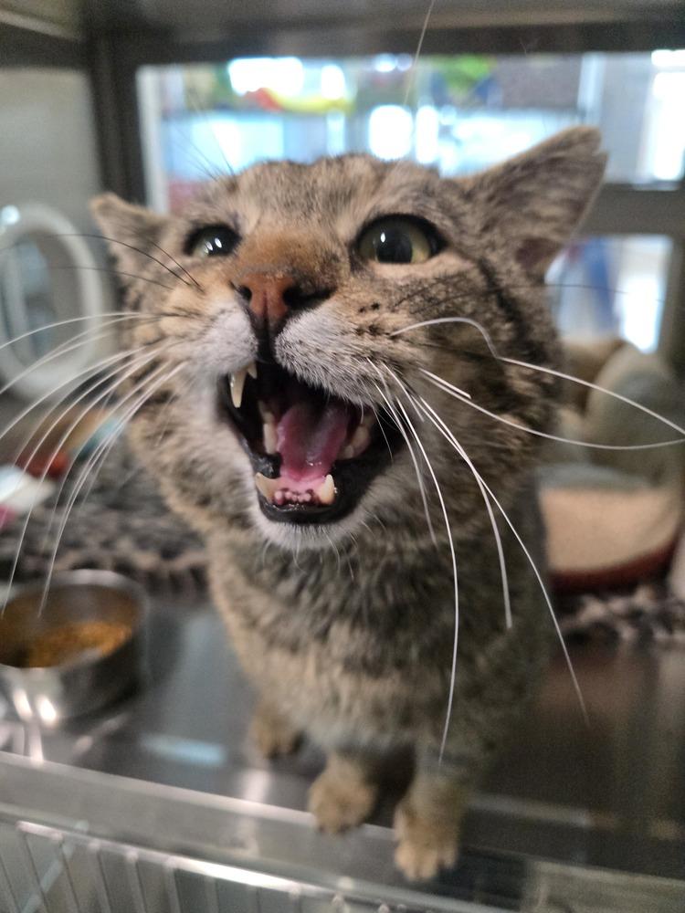 Wilson, a Adoptable mixed breed in Wellington, KS image 3/4