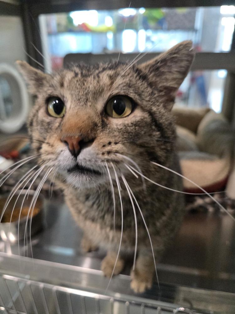 Wilson, a Adoptable mixed breed in Wellington, KS image 4/4