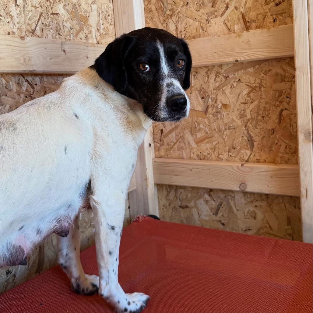 Marge, Adoptable, Adult Female Australian Shepherd & Mixed Breed.