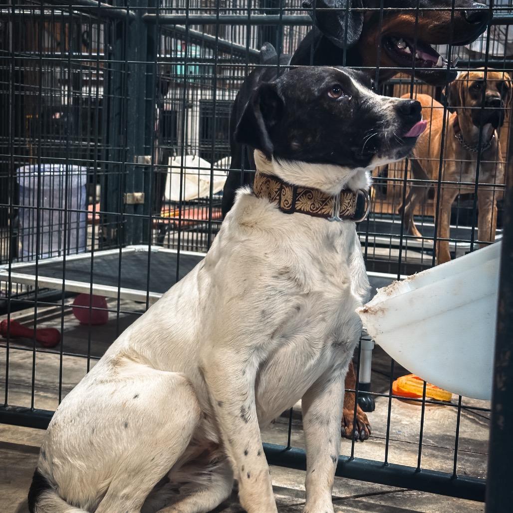 Enlarge Marge, a Adoptable mixed breed in Duck River, TN image 2/6