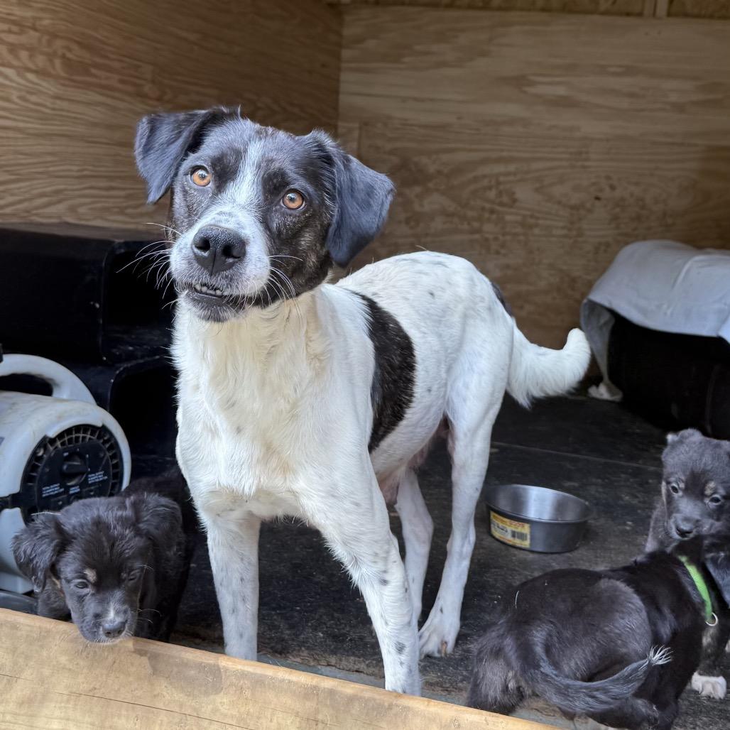 Enlarge Marge, a Adoptable mixed breed in Duck River, TN image 3/6