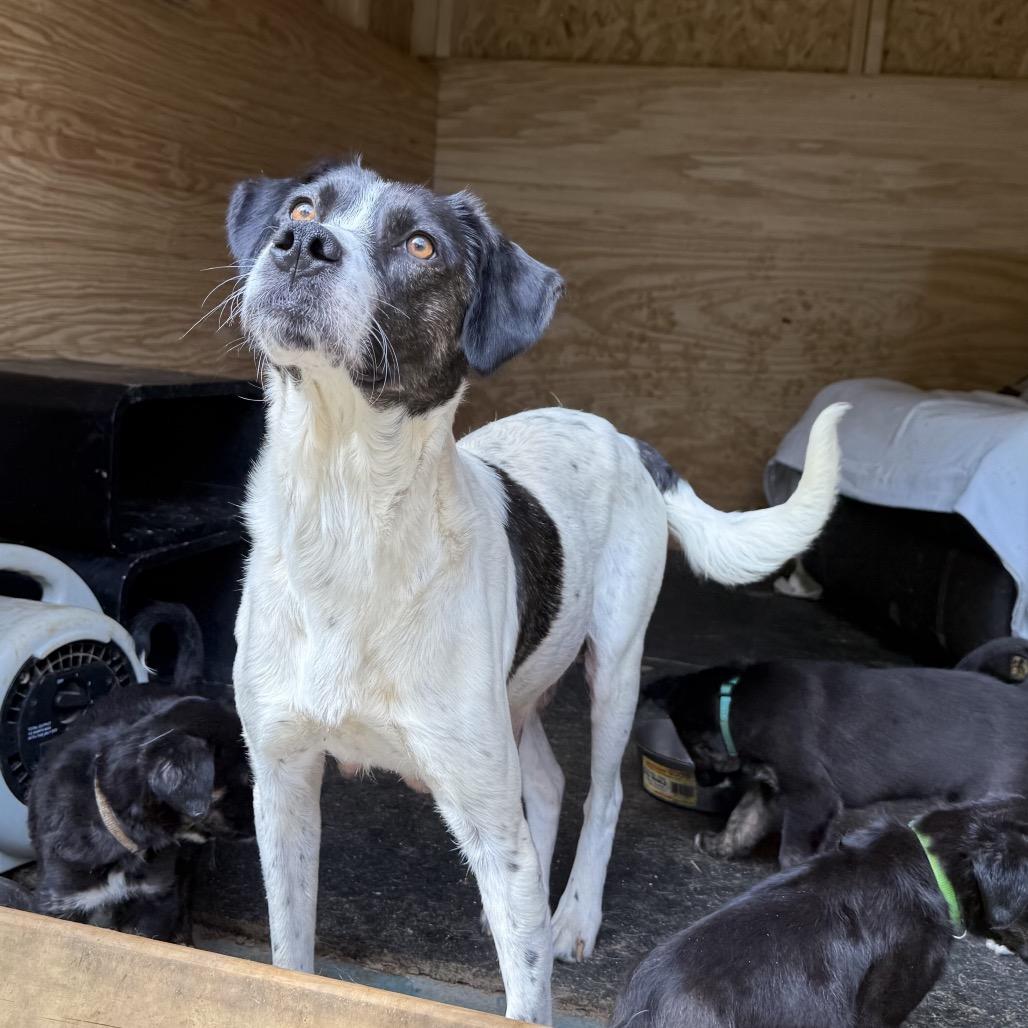 Enlarge Marge, a Adoptable mixed breed in Duck River, TN image 4/6
