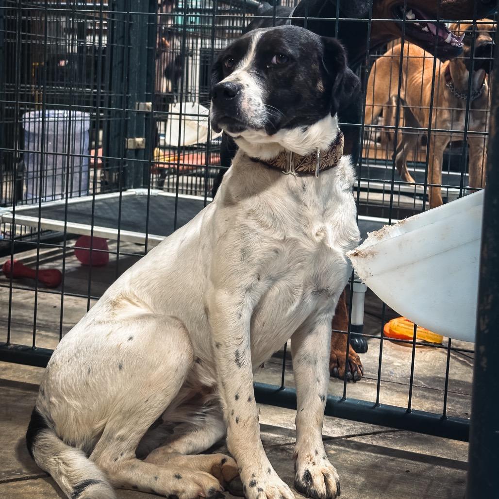 Enlarge Marge, a Adoptable mixed breed in Duck River, TN image 6/6
