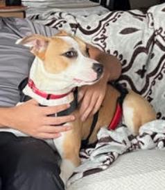 Juliette, Adoptable, Young Female Terrier & Mixed Breed.