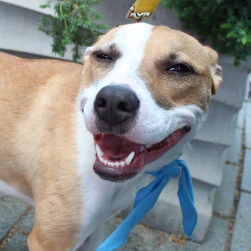 Enlarge Juliette, a Adoptable mixed breed in Washington DC, DC image 1/6