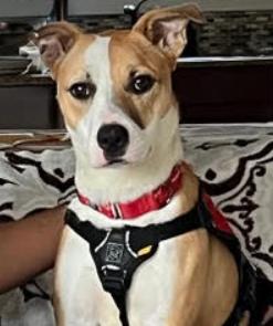 Juliette, a Adoptable mixed breed in Washington DC, DC image 2/5