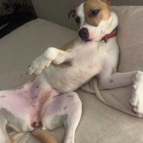 Enlarge Juliette, a Adoptable mixed breed in Washington DC, DC image 2/6