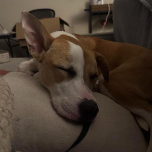 Juliette, a Adoptable mixed breed in Washington DC, DC image 3/5