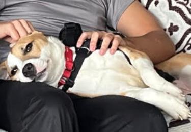 Juliette, a Adoptable mixed breed in Washington DC, DC image 4/5