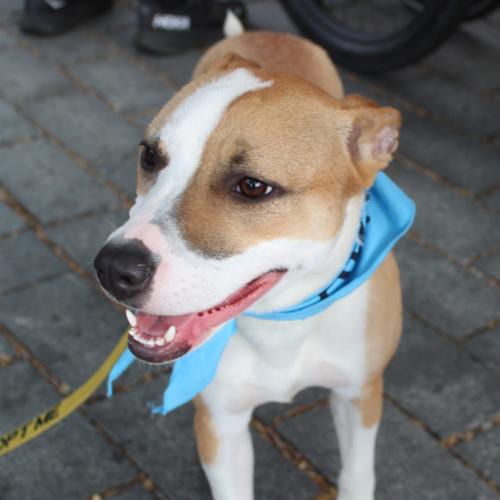 Enlarge Juliette, a Adoptable mixed breed in Washington DC, DC image 3/6