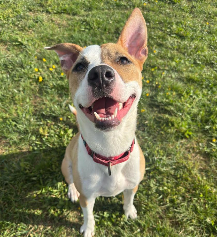 Enlarge Juliette, a Adoptable mixed breed in Washington DC, DC image 4/6