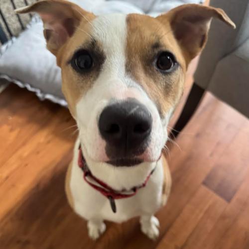 Juliette, a Adoptable mixed breed in Washington DC, DC image 5/5