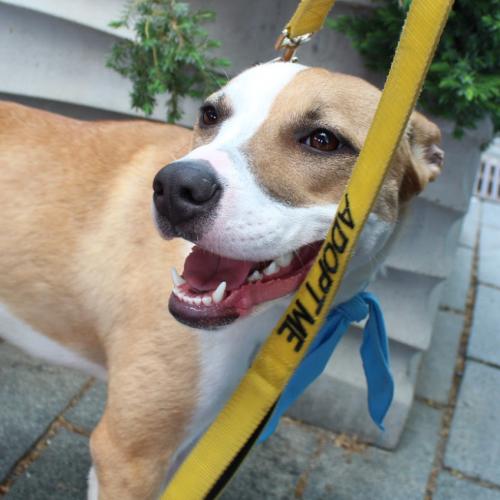 Enlarge Juliette, a Adoptable mixed breed in Washington DC, DC image 5/6