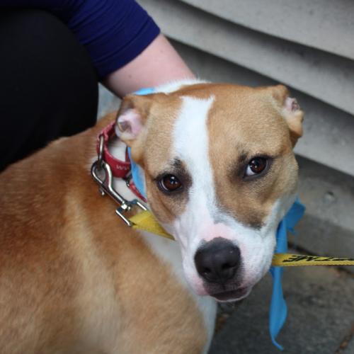 Enlarge Juliette, a Adoptable mixed breed in Washington DC, DC image 6/6