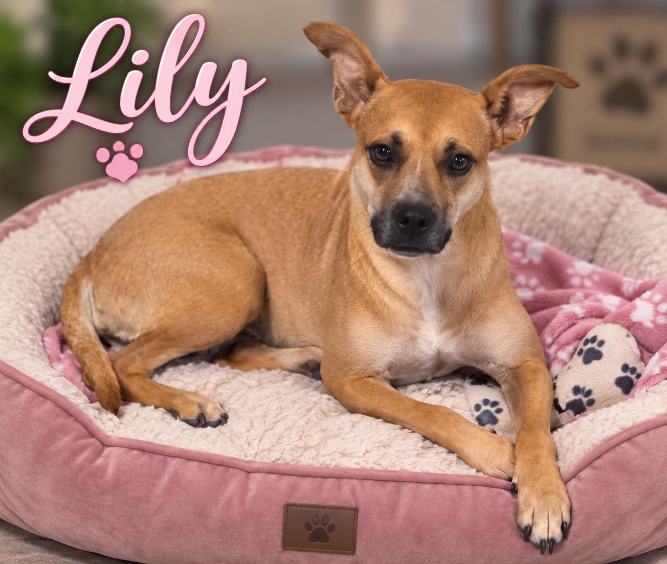 Lily, Adoptable, Young Female Terrier.