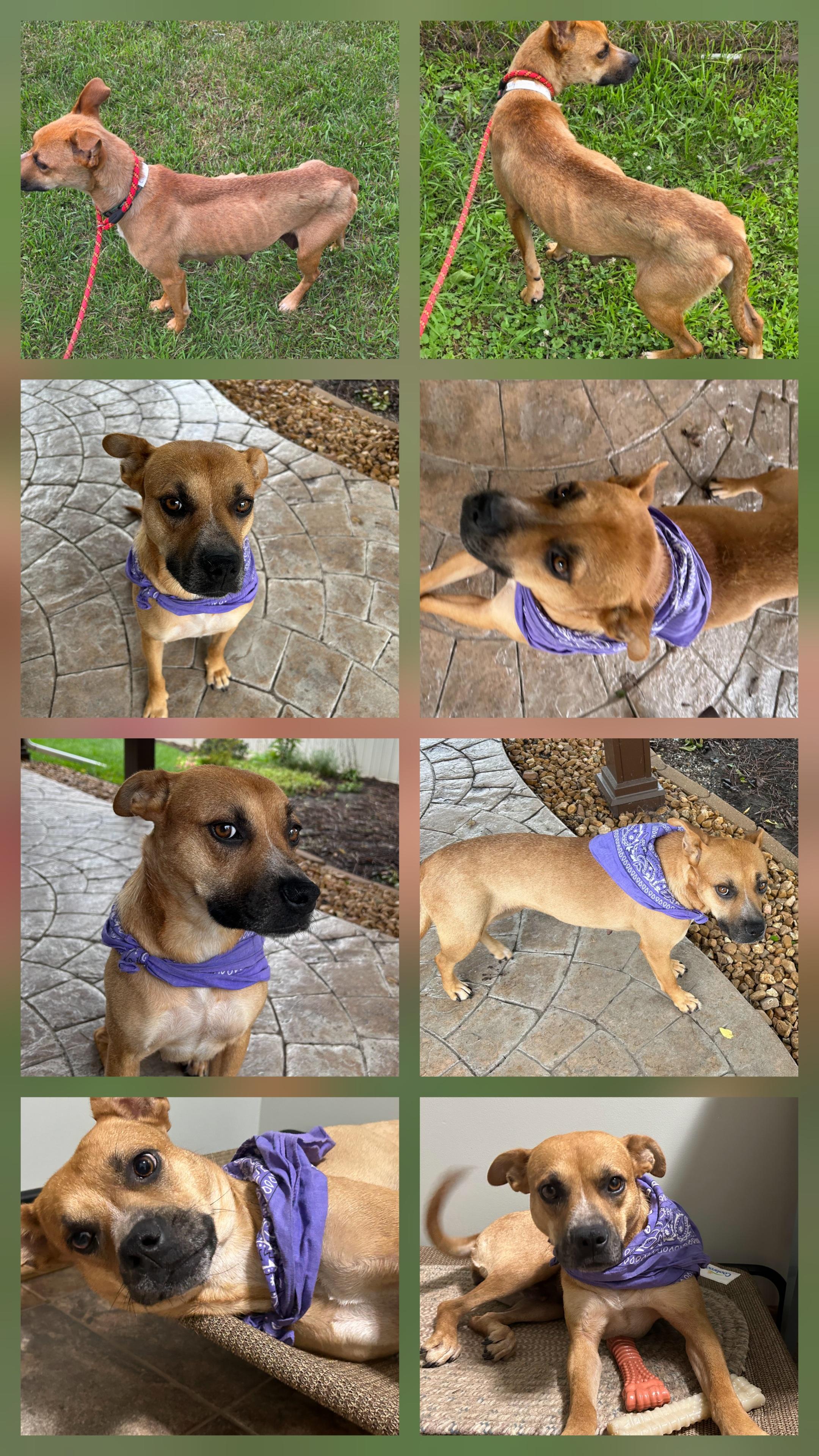 Enlarge Lily, a Adoptable mixed breed in Momence, IL image 2/2