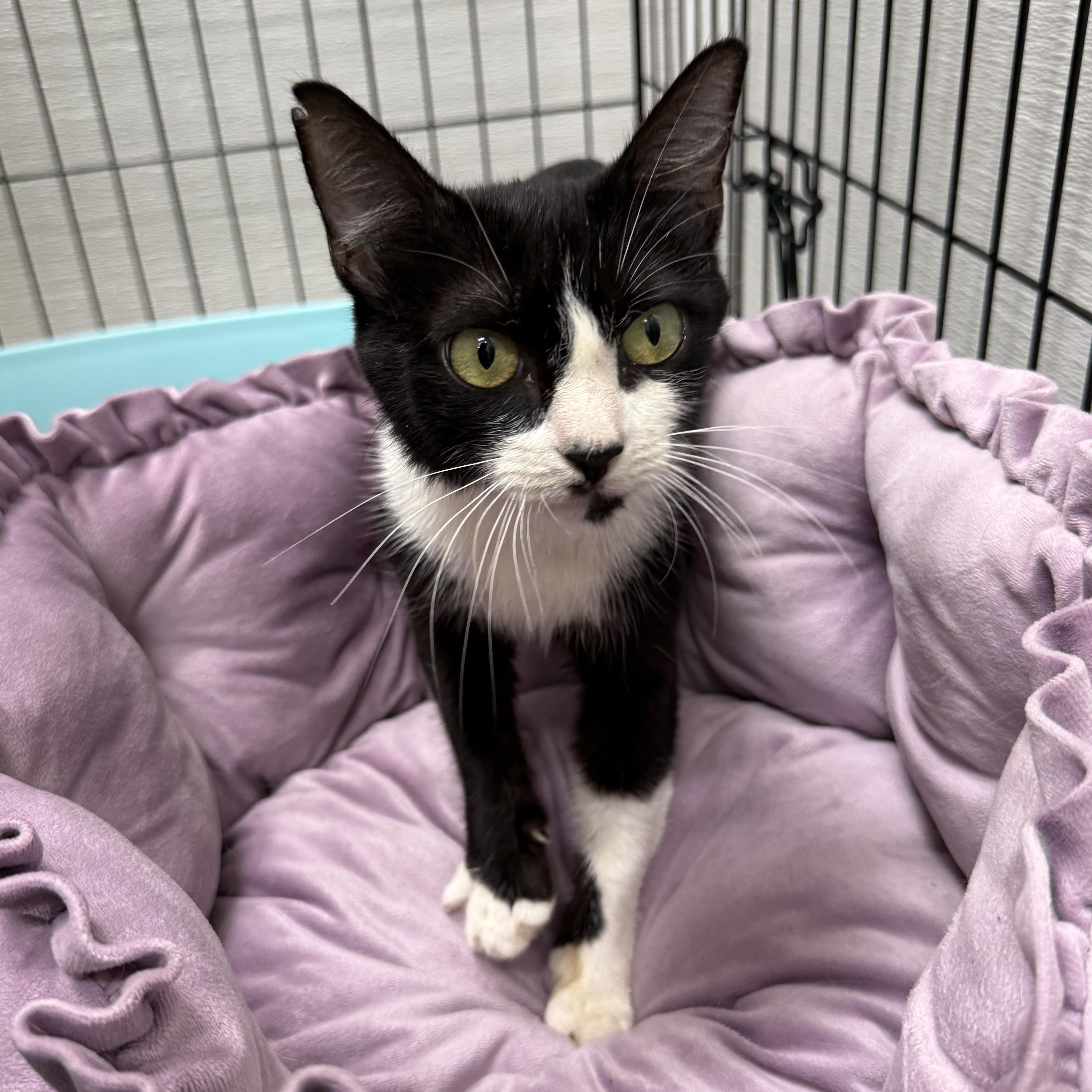 Pandora (Panda), Adoptable, Young Female Domestic Short Hair.