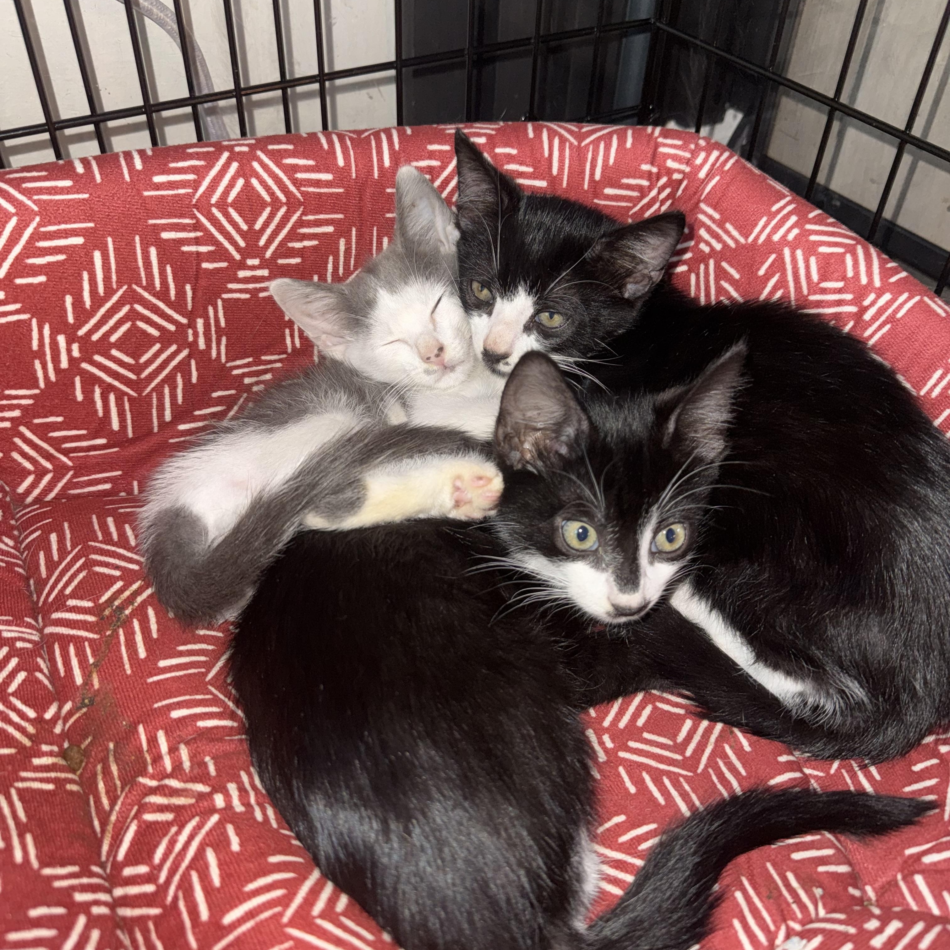 Enlarge Pandora (Panda), a Adoptable Domestic Short Hair in Charlotte, NC image 4/4