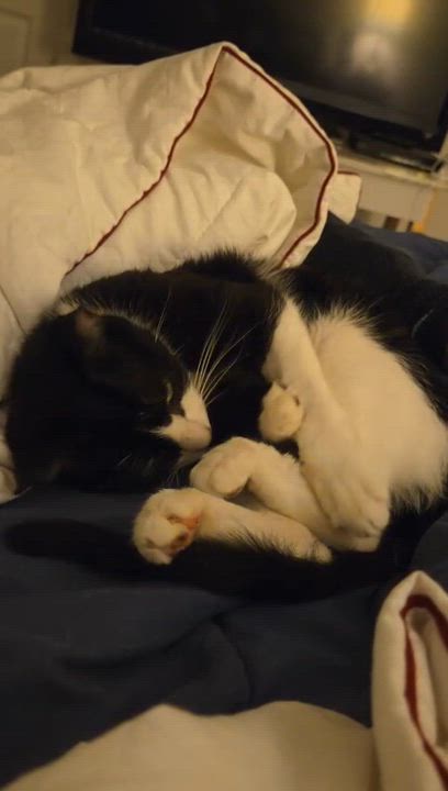 Enlarge Pandora (Panda), a Adoptable Domestic Short Hair in Charlotte, NC video 3/4