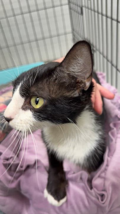 Enlarge Pandora (Panda), a Adoptable Domestic Short Hair in Charlotte, NC video 2/4