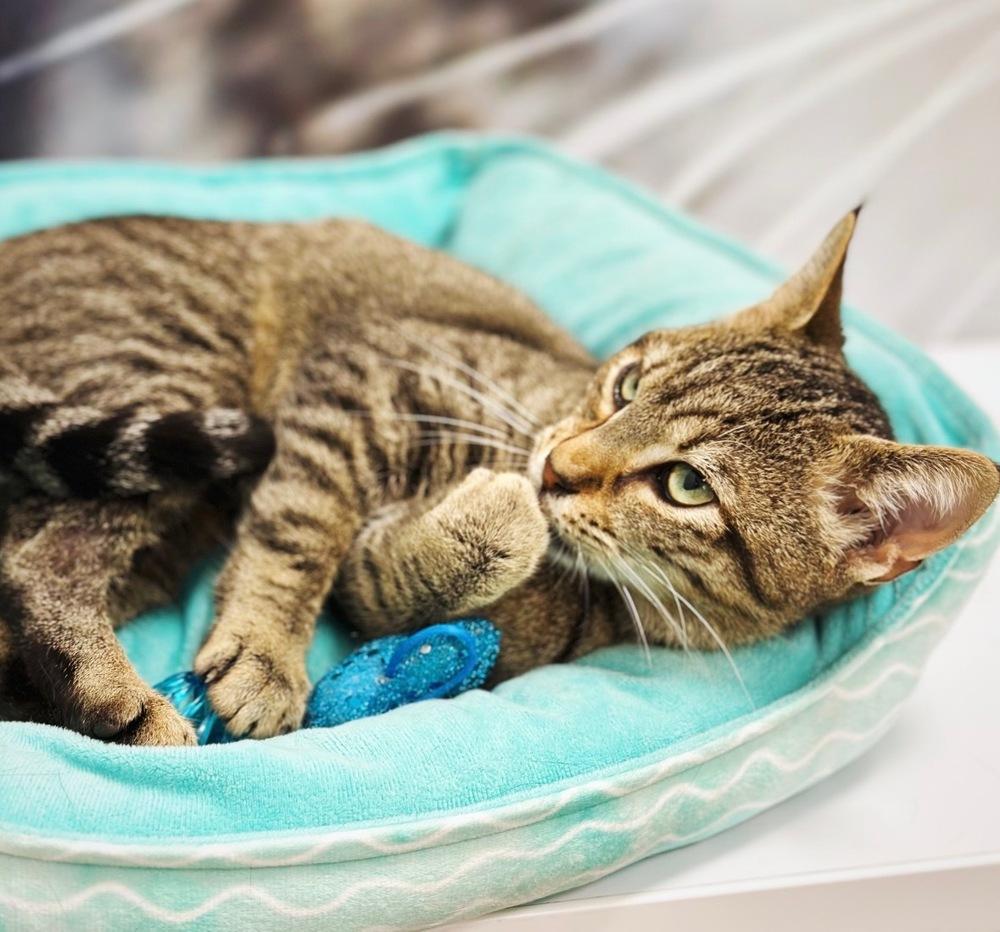 Thomas, Adoptable, Young Male Domestic Short Hair.