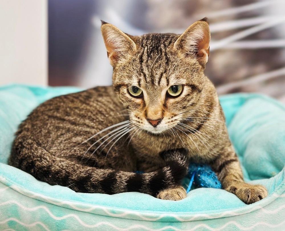 Enlarge Thomas, a Adoptable mixed breed in Deland, FL image 2/5