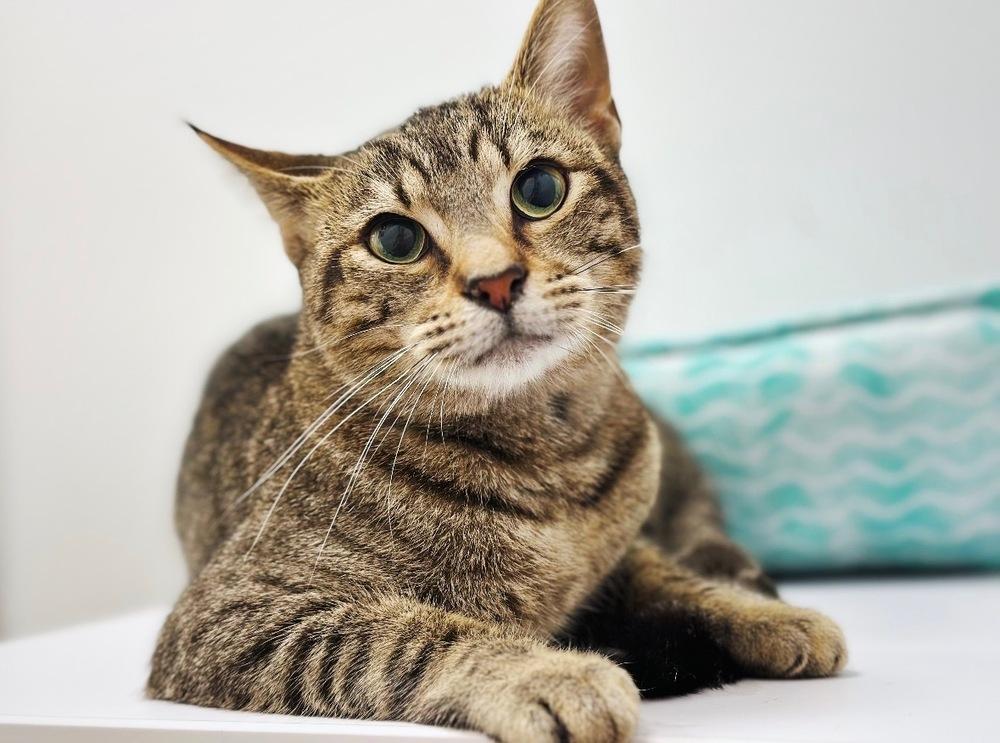 Enlarge Thomas, a Adoptable mixed breed in Deland, FL image 3/5
