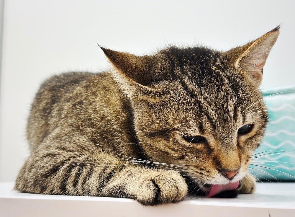 Enlarge Thomas, a Adoptable mixed breed in Deland, FL image 4/5
