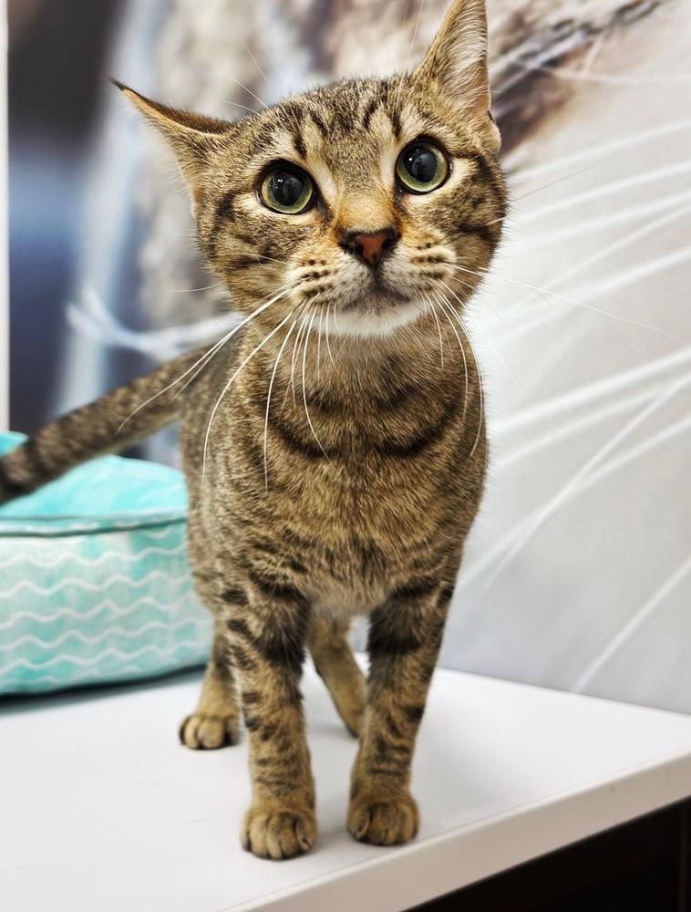 Enlarge Thomas, a Adoptable mixed breed in Deland, FL image 5/5