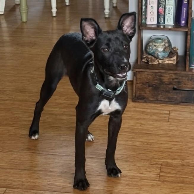Mia, a ADOPTABLE mixed breed in Baldwin, MD image 6/6