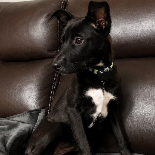 Mia, a ADOPTABLE mixed breed in Baldwin, MD image 4/6